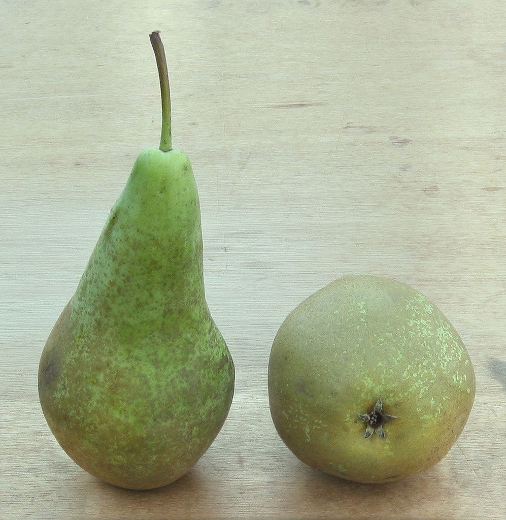 Pyrus communis 'Conference' (Hoogstam)