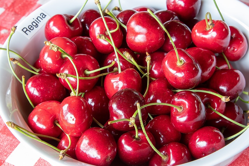 Prunus avium 'Regina' (Hoogstam)