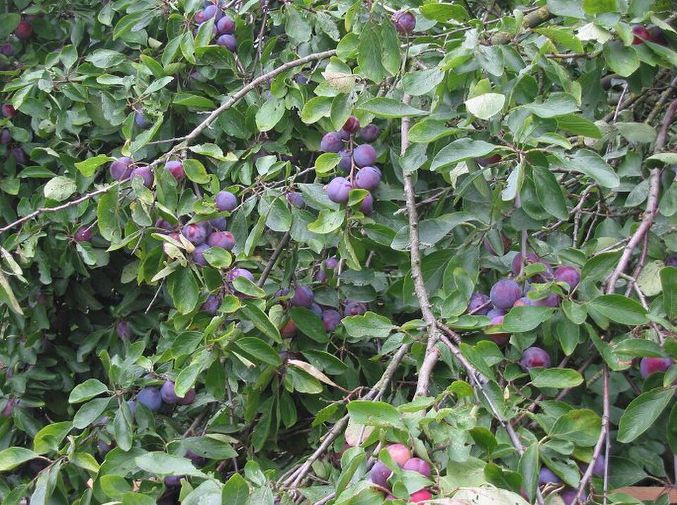 Prunus domestica 'Opal' (Hoogstam)