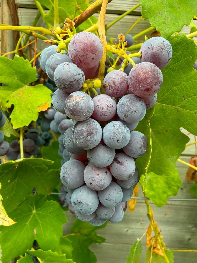 Vitis vinifera 'Glorie van Boskoop' (Normaal)